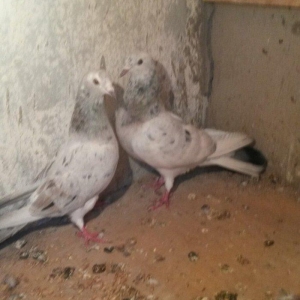 ebreşdər cutdulər erkek 16 tuk cutu 25 azn barter ag quyruqla