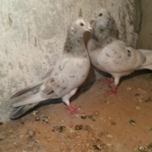 ebreşdər cutdulər erkek 16 tuk cutu 25 azn barter ag quyruqla