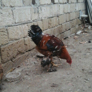 2 dene 6 ayllq brama xoruzu. Fereylede barter ederem qiymetde razllaşm