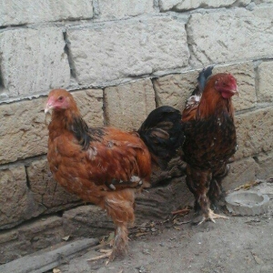 2 dene 6 ayllq brama xoruzu. Fereylede barter ederem qiymetde razllaşm