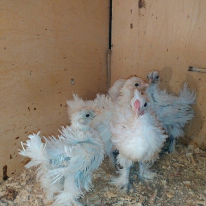 tersi tuk sortu 2 ayliq.Qiymet birne aiddir.