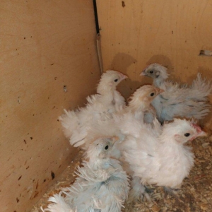 tersi tuk sortu 2 ayliq.Qiymet birne aiddir.