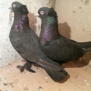 təmiz qaralar hazır cutdulər badam lələk kəkilli erkek 16 tuk cutu 30