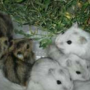 Cunqarik xamak cunqarskiy super uwaglarla adamlarla cox mulayim olan x