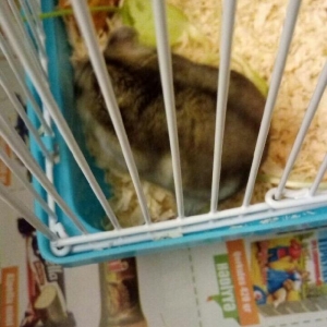 Cunqarik xamak cunqarskiy super uwaglarla adamlarla cox mulayim olan x