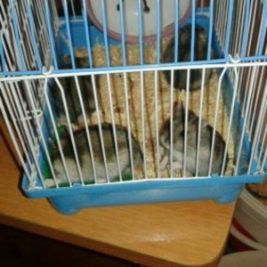 Xamaklar cunqarik super xamaklar satilir cunqarskiy adami hec bir hald