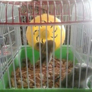 Xamaklar cunqarik super xamaklar satilir cunqarskiy adami hec bir hald