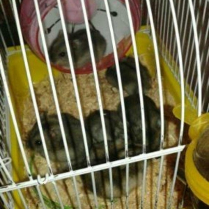 Xamaklar cunqarik super xamaklar satilir cunqarskiy adami hec bir hald