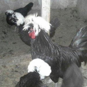 Rahibə cücələri satıram. təmiz arginal cinslərdi. Qiyməti son qiymət y