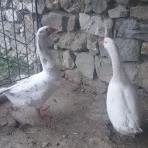 2 dene qaz satiram.2 i 60 manat.sort qqzlardi.