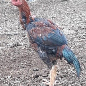 salam ! cuper cinsdi 6 ayina girib hele hecne qanm