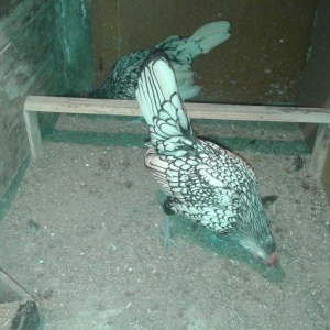 sibrayt bir cüt qızılı bir cüt gümüşü hal hazırda yumurtalayırlar.