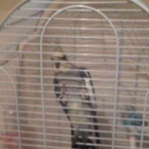 qefes ve aksesuarları .2 karella 1 erkek ve 1 disi  satılır