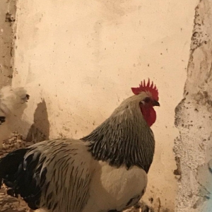 12 eded temiz brama satiram 1 illikdiler 1 biri 80