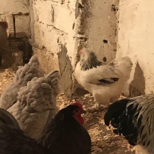 12 eded temiz brama satiram 1 illikdiler 1 biri 80 azn