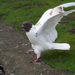 yaxşi toxumluq goyerciler var 5 azn aşaqi qiymet