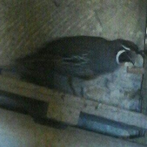 kaleforniya bildircini xoruzu tek 70 azn.cutu 200 