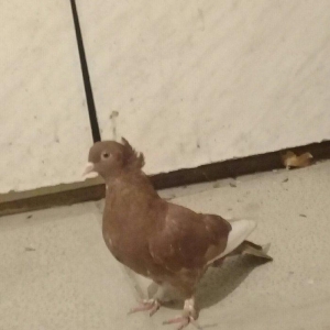 qirmizi kekilli her iki qenedi ag.ucmagina soz yox.bow yere narahat el