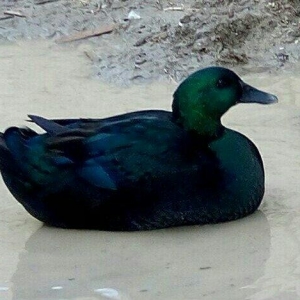 orginal kayuqa ordeyi ( xamelyon) isdeyen buyursun.2fere 1xoruz 450 az