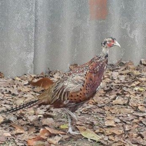 3 ədəd 4 aylıq Qafqaz və rumun qırqovulların