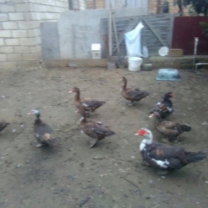 Şkalat rəngli rusya sort ördəkləri il ərzind