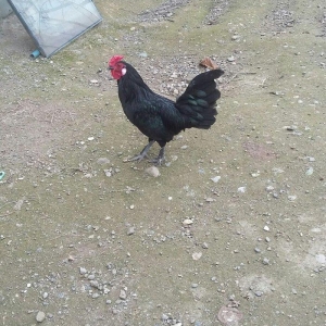 yaxsi yaponka xoruzu satilir yaxsi sortdu