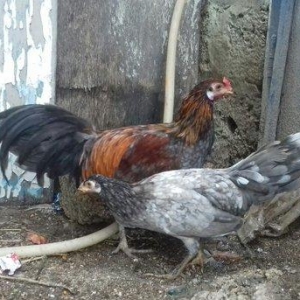 7 aylig 1 cut Sumatra  vaksinləri vurulub tam saglam vəziyyətdədir