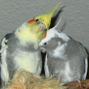 Tecili cox gozel renglerde hazir bala veren cut ko