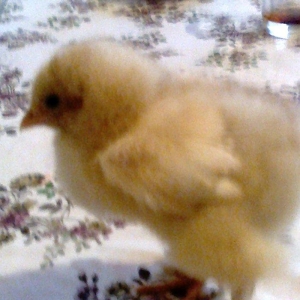 Brama cuceler var 10-15-20  gunluk.7-8 manat.VATCAP VAR.40-50 gunluk