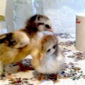 Brama cuceler var 10-15-20  gunluk.7-8 manat.VATCAP VAR.40-50 gunluk