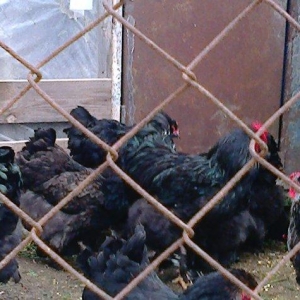 Brama cuceler var 10-15-20  gunluk.7-8 manat.VATCAP VAR.40-50 gunluk