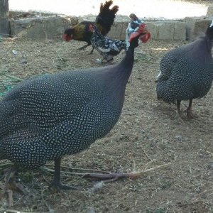 Firəng quşları satıram bir xoruz 2fərə 3ü 50 manata 2ilikdilər unvan a