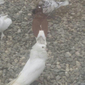 Yakabinler cütdu Ağ erkəy Qırmızı Ağ Baş A