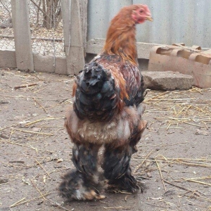 2 ədəd təmiz qan brama qold və dark xoruzları