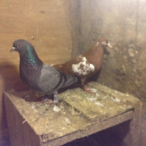 Ikiside mayadi cavandilar goy 16 tukdu iran cili a