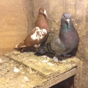 Ikiside mayadi cavandilar goy 16 tukdu iran cili az quyrugdu tam sagla