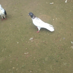 Cox hundur uzun 15 tuk hacaquyrug erkeydi tam sagl