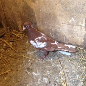 Iran cili mayadi cavandi tuleydedi tam saglamdi wa