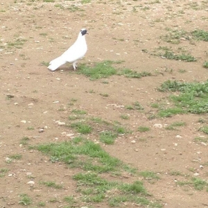 Qarabawlardan cixma erkey 16 tukdu vitdi quwdu tam saglam qizgindi was