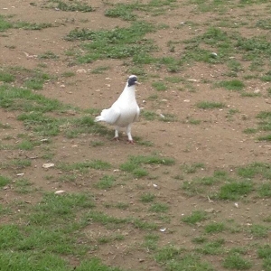 Qarabawlardan cixma erkey 16 tukdu vitdi quwdu tam saglam qizgindi was