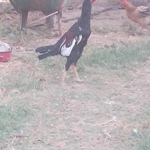 heyrati xoruz hal hazirda 1 yas 2 ayliqdir ...weki