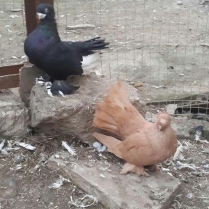 satılır 100 azn. vəya 1 cüt təmiz qan zibrit 