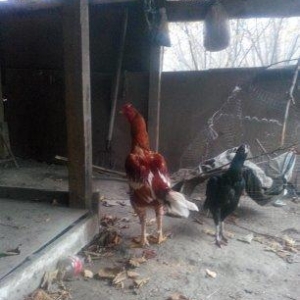 heyrati turk cinsi . bir yaz yeddi yadi. cox mesqler kecib hamisinda d