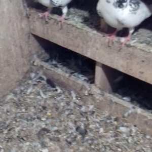 Erkek mayadilar erkek 15 tuk maya 12 14 arasi olmalidir erkek 17