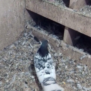 Erkek mayadilar erkek 15 tuk maya 12 14 arasi olmalidir erkek 17