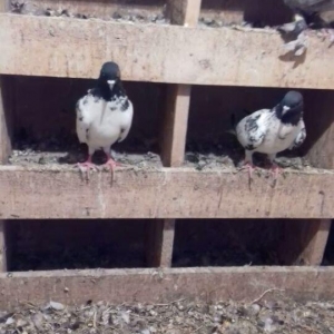 Erkek mayadilar erkek 15 tuk maya 12 14 arasi olmalidir erkek 17