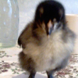 Brama cücəsi satılır 10-15-20 günlük 8-10 manat.Vatcap var.