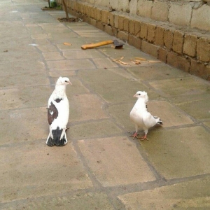 satilir cutu 15 azn xoruz 16 maya 12 tukdu saglam quwdardi