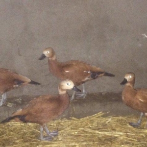 Orginal tam sağlam Anqut ördekler. 1 ededi 50 AZN.