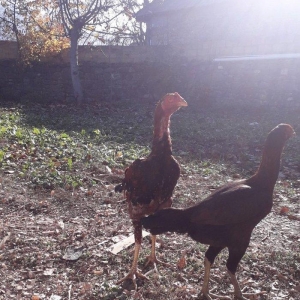 6 ayliqdi tam saglam tecili satilir fere satilmir watsap yoxdu nomre 2